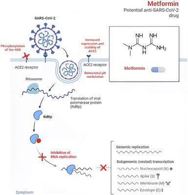 Unveiling the potential pleiotropic effects of metformin in treating COVID-19: a comprehensive review